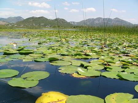 Kattints a k�pre a nagy�t�shoz

C�m:  Skodra.jpg
Megn�zt�k: 1233
M�ret:  220,9 KB
Azonos�t�:  38