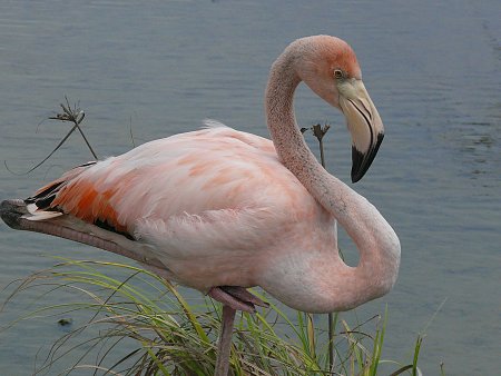 Kattints a képre a nagyításhoz

Cím:  flamingó-2.JPG
Megnézték: 643
Méret:  644,5 KB
Azonosító:  556