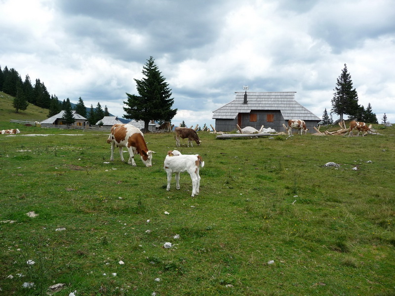 Boci �s az �p�letek