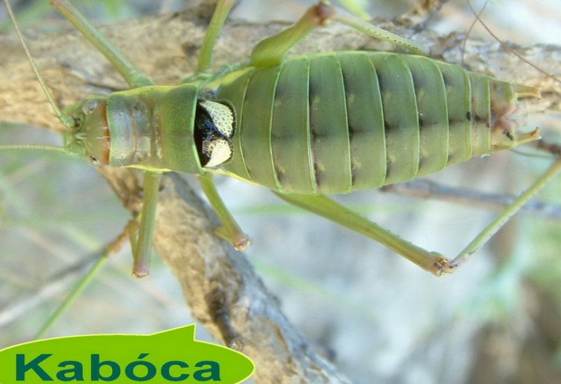 Kaboca a napkollektor,.. zen�sz :)