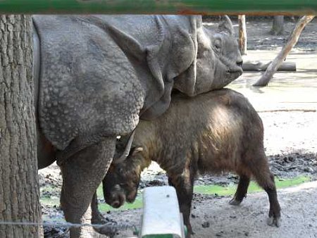 Kattints a képre a nagyításhoz

Cím:  rhino.JPG
Megnézték: 774
Méret:  54,1 KB
Azonosító:  974