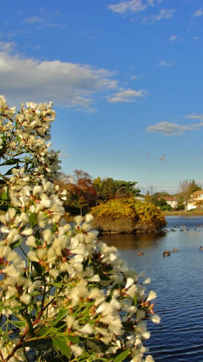 �sz Long island-en