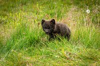 Idén nyáron a Hornstrandir nemzeti parkban töltöttünk egy hetet. A területen szabadon élnek a sarki rókák és nagyon barátságosak, nem félnek az...